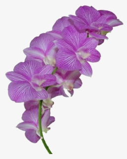 #flor #morado #flowers #flores #flower - Orchid On Transparent Background, HD Png Download, Transparent PNG