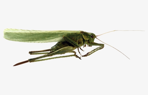 Grasshopper Png Image - Кузнечик Png, Transparent Png, Transparent PNG