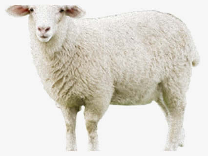 Sheep Png Transparent Images - Sheep, Png Download, Transparent PNG