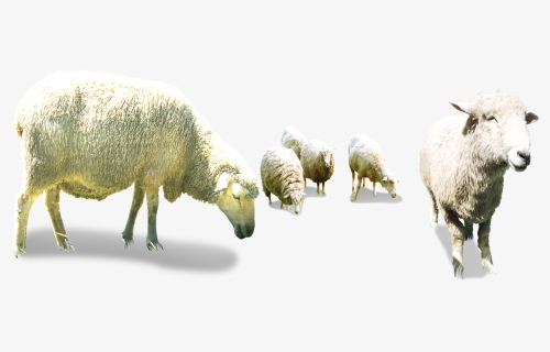 Flock Of Sheep Png - Sheep Herd Png, Transparent Png, Transparent PNG