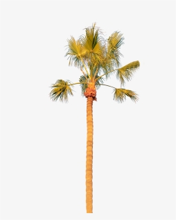 Palm Tree Solo - Borassus Flabellifer, HD Png Download, Transparent PNG