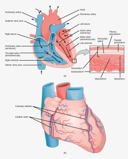Transparent Human Heart Clipart - False Valves Of Heart, HD Png Download, Transparent PNG
