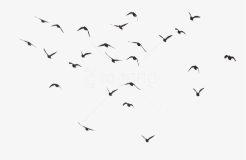 Free Png Bird Silhouette Group Png Images Transparent - Birds Png, Png Download, Transparent PNG