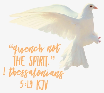 Transparent Holy Spirit Dove Png, Png Download, Transparent PNG