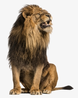 Lion Png, Transparent Png, Transparent PNG