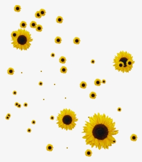 Sunflower Png, Transparent Png, Transparent PNG