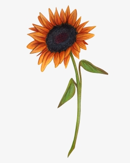 Hand Drawn A Sunflower Png Transparent, Png Download, Transparent PNG