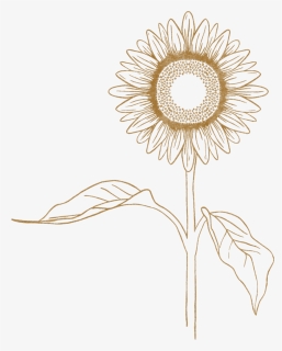 Sunflower, HD Png Download, Transparent PNG