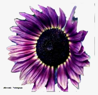 Purple Sunflowers Png, Transparent Png, Transparent PNG