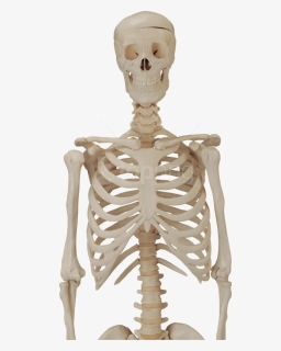 Free Png Download Skeleton, Skull Png Images Background, Transparent Png, Transparent PNG