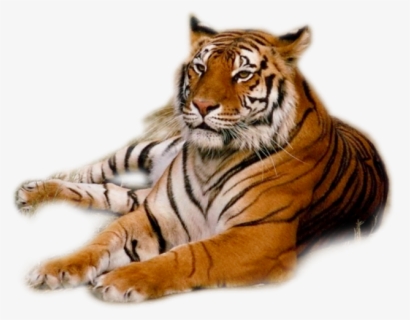Tiger Png, Transparent Png, Transparent PNG
