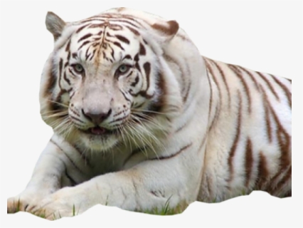 White Tiger Png Transparent Images, Png Download, Transparent PNG