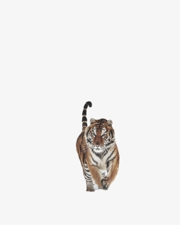 Tiger Png, Transparent Png, Transparent PNG