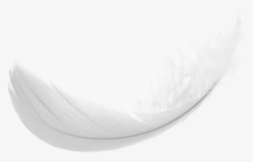 Feather Png, Transparent Png, Transparent PNG