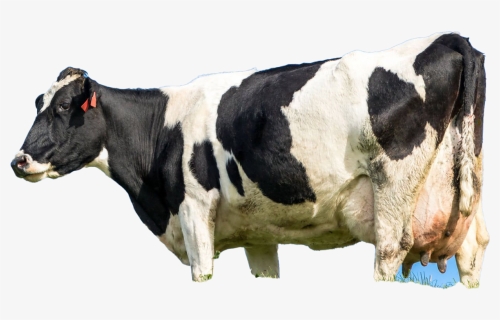 Cow, HD Png Download, Transparent PNG