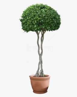Download Plants Png Images Background, Transparent Png, Transparent PNG