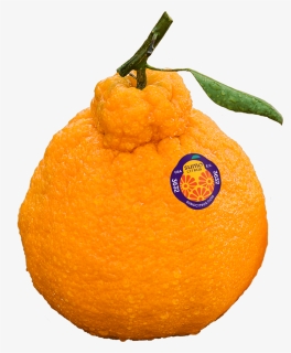 Orange Png, Transparent Png, Transparent PNG