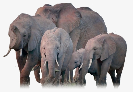Elephants, Png V, Transparent Png, Transparent PNG