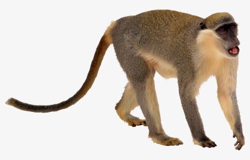 Monkey Png Transparent, Png Download, Transparent PNG