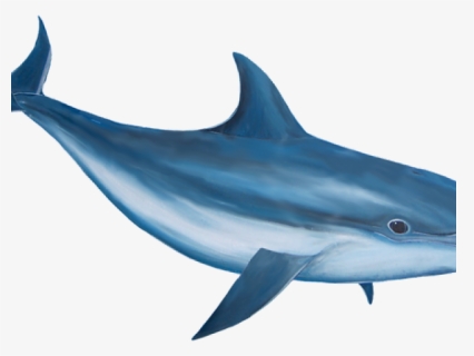 Bottlenose Dolphin Clipart Realistic, HD Png Download, Transparent PNG