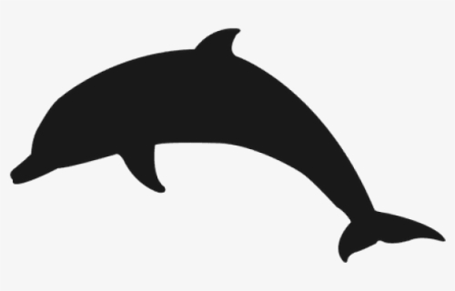 Dolphin Png Transparent Images, Png Download, Transparent PNG