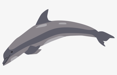 Dolphin , Png Download, Transparent Png, Transparent PNG