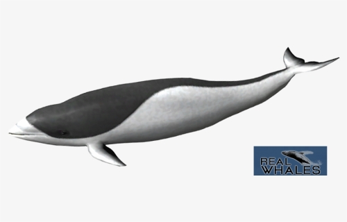Right Whale Dolphin Png, Transparent Png, Transparent PNG