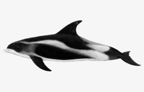 Transparent Dolphins Clipart Black And White, HD Png Download, Transparent PNG