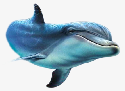 Dolphin Png, Transparent Png, Transparent PNG