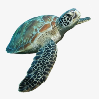 Turtle Cartoon Tortoise Clip Art, HD Png Download, Transparent PNG
