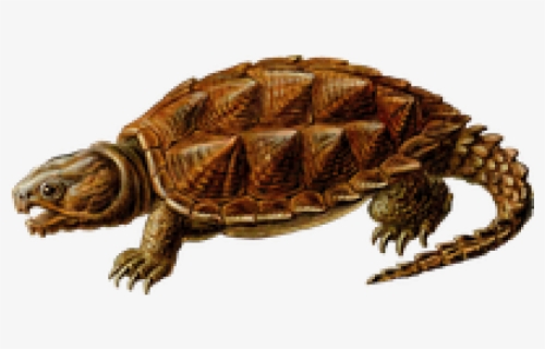 Snapping Turtle Png Transparent Images, Png Download, Transparent PNG