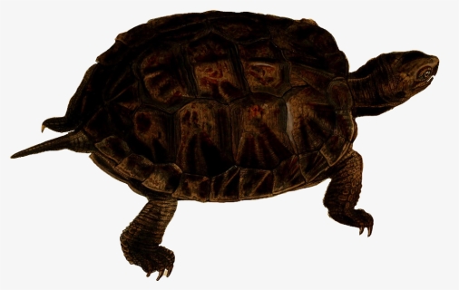 Turtle Png Free Image Download, Transparent Png, Transparent PNG