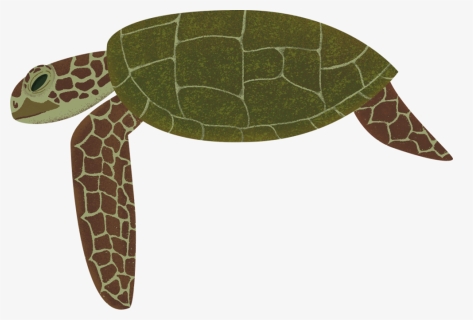 Turtle Png, Transparent Png, Transparent PNG