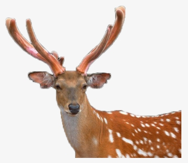 Deer Png, Transparent Png, Transparent PNG