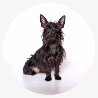 Puppy Board And Train, HD Png Download, Transparent PNG