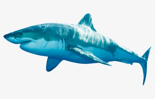 9 Foot Long Shark , Png Download, Transparent Png, Transparent PNG