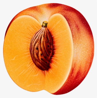 Peach Png, Transparent Png, Transparent PNG