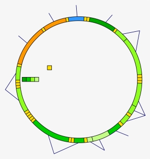 Mitochondrial Dna Blank, HD Png Download, Transparent PNG