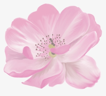 Barberton Daisy , Png Download, Transparent Png, Transparent PNG