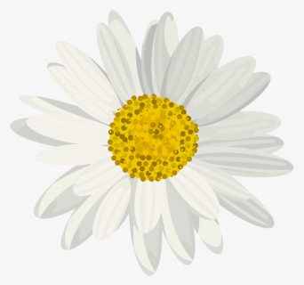 Daisy Png, Transparent Png, Transparent PNG