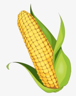 Maize Png Clipart Background, Transparent Png, Transparent PNG