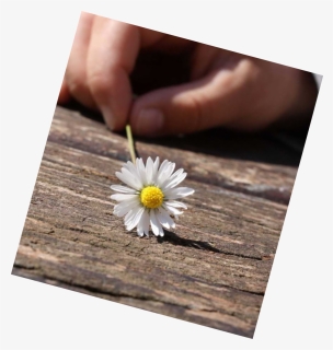 Daisy Png, Transparent Png, Transparent PNG