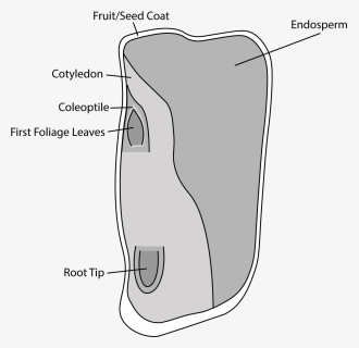 Labelled Corn Seed Illustration, HD Png Download, Transparent PNG