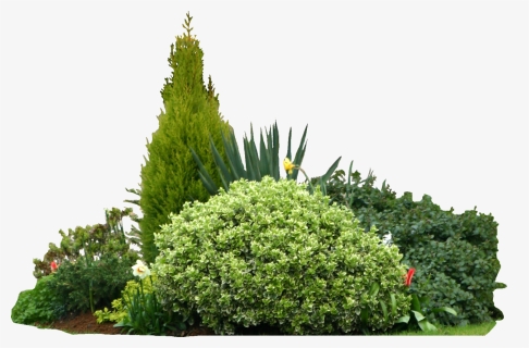 Shrub Png Download, Transparent Png, Transparent PNG