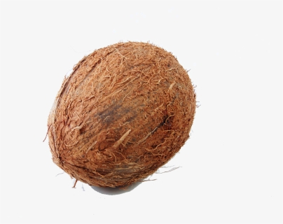 Coconut Milk Fruit Auglis Drawing, HD Png Download, Transparent PNG