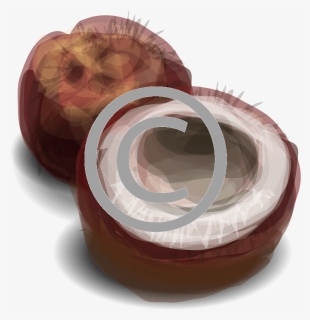 Coconut Png, Transparent Png, Transparent PNG