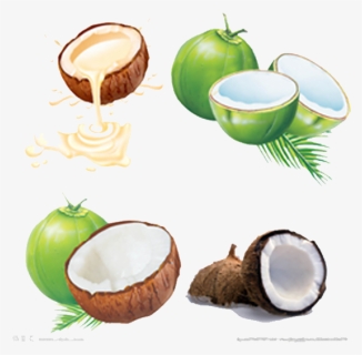 Coconut Png, Transparent Png, Transparent PNG