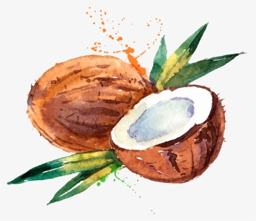 Coconut Water Coconut Milk Watercolor Painting, HD Png Download, Transparent PNG