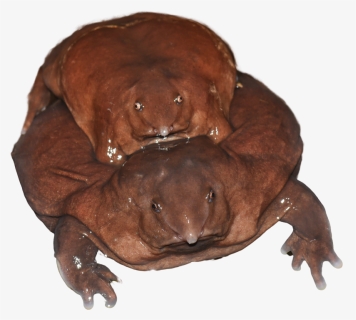 Purple Frog © Sandeep Das, HD Png Download, Transparent PNG