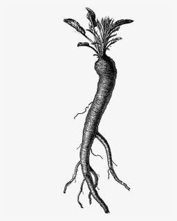 Vintage Clipart Carrot, HD Png Download, Transparent PNG